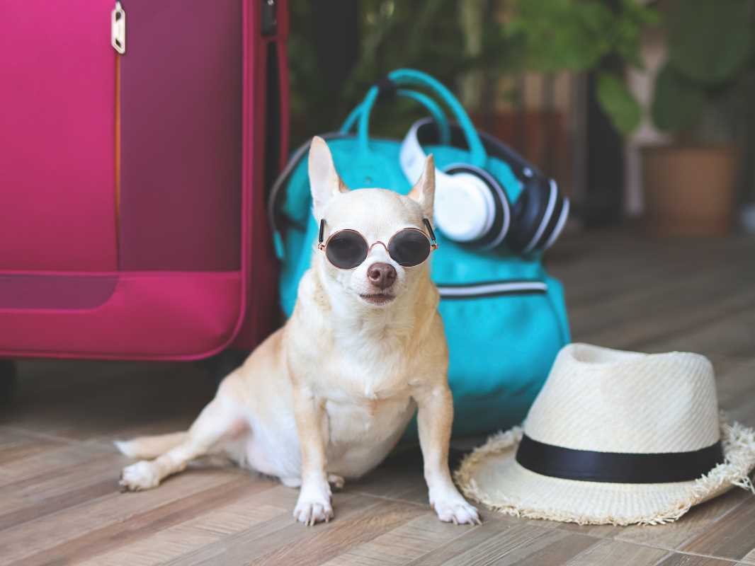 How to Make Traveling with Pets Stress-Free